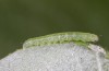 Scoliopteryx libatrix: L2 larva (e.o. rearing, southern Germany, Memmingen, eggs found on 13. July 2025) [S]