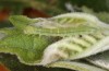 Scoliopteryx libatrix: L3 larva (e.o. rearing, southern Germany, Memmingen, eggs found on 13. July 2025) [S]