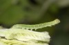 Scoliopteryx libatrix: L3 larva (e.o. rearing, southern Germany, Memmingen, eggs found on 13. July 2025) [S]