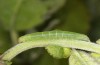 Scoliopteryx libatrix: L3 larva (e.o. rearing, southern Germany, Memmingen, eggs found on 13. July 2025) [S]