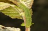 Scoliopteryx libatrix: L4 larva (e.o. rearing, southern Germany, Memmingen, eggs found on 13. July 2025) [S]