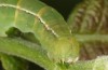 Scoliopteryx libatrix: L5 larva (e.o. rearing, southern Germany, Memmingen, eggs found on 13. July 2025) [S]