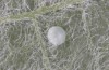 Scoliopteryx libatrix: Egg (southern Germany, Memmingen, 13. July 2025) [M]
