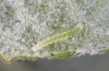 Scoliopteryx libatrix: L1 larva (e.o. rearing, southern Germany, Memmingen, eggs found on 13. July 2025) [S]