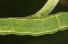 Scoliopteryx libatrix: L5 larva (e.o. rearing, southern Germany, Memmingen, eggs found on 13. July 2025) [S]