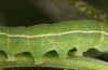 Scoliopteryx libatrix: L5 larva (e.o. rearing, southern Germany, Memmingen, eggs found on 13. July 2025) [S]
