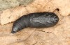 Scoliopteryx libatrix: Pupa (e.o. rearing, southern Germany, Memmingen, eggs found on 13. July 2025) [S]
