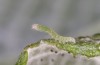 Scoliopteryx libatrix: L1 larva (e.o. rearing, southern Germany, Memmingen, eggs found on 13. July 2025) [S]
