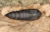 Scoliopteryx libatrix: Pupa (e.o. rearing, southern Germany, Memmingen, eggs found on 13. July 2025) [S]