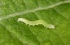 Scoliopteryx libatrix: L1 larva (e.o. rearing, southern Germany, Memmingen, eggs found on 13. July 2025) [S]
