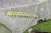 Scoliopteryx libatrix: L2 larva (e.o. rearing, southern Germany, Memmingen, eggs found on 13. July 2025) [S]