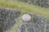 Scoliopteryx libatrix: Egg shortly before hatching, eyes and mandibles visible (southern Germany, Memmingen, 13. July 2025) [S]