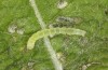 Scoliopteryx libatrix: L2 larva (e.o. rearing, southern Germany, Memmingen, eggs found on 13. July 2025) [S]