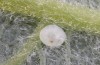 Scoliopteryx libatrix: Egg shortly before hatching, eyes and mandibles visible (southern Germany, Memmingen, 13. July 2025) [S]