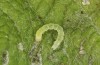 Scoliopteryx libatrix: L2 larva (e.o. rearing, southern Germany, Memmingen, eggs found on 13. July 2025) [S]