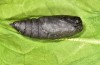 Scoliopteryx libatrix: Pupa (e.l., southern Germany, Lautrach near Memmingen, larva found on 10. September 2024) [S]