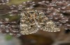 Polymixis lichenea: Weibchen (e.l. Sierra de Gredos, Raupe Anfang März 2023) [S]