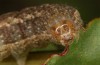 Polymixis lichenea: Raupe im letzten Stadium (e.l. Sierra de Gredos, Raupe Anfang März 2023) [S]