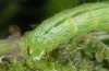 Ctenoplusia limbirena: Raupe (Madeira, Ribeira da Janela, März 2013) [M]