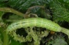 Ctenoplusia limbirena: Larva (Madeira, Ribeira da Janela, March 2013) [M]