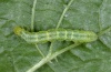 Ctenoplusia limbirena: Young larva (Madeira, Ribeira da Janela, March 2013) [M]