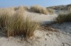 Mythimna litoralis: Larval habitat in coastal dunes with Ammophila arenaria (The Netherlands, Zeeland, Domburg, March 2014) [N]