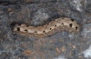 Spodoptera littoralis: Larva (La Gomera, La Dama, February 2013) [N]