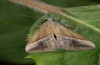 Hypena lividalis: Adult (e.l. Azores, Sao Miguel, 2013/2014) [S]