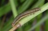 Acantholeucania loreyi: Young larva (La Palma, December 2010) [M]