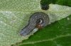 Agrochola lota: Half-grown larva (eastern Swabian Alb, Southern Germany) [M]