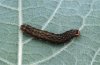 Agrochola lota: Larva (Memmingen, Southern Germany) [M]