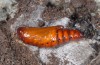 Cucullia lucifuga: Pupa (e.l. rearing, S-Germany, Allgäu Alps, larva in August 2009) [S]