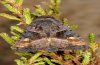 Euplexia lucipara: Adult (e.l. northern Black Forest 2010) [S]