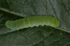 Euplexia lucipara: Larva (Memmingen, Southern Germany) [M]