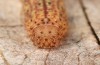 Zanclognatha lunalis: Half-grown larva in the penultimate instar after hibernation (e.l. rearing, N-Greece, Sissani NW Kozani, 950m, larvae found in late autumn 2023) [S]