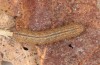 Zanclognatha lunalis: Larva in the final instar (e.l. rearing, N-Greece, Sissani NW Kozani, 950m, larvae found in late autumn 2023) [S]