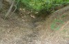 Zanclognatha lunalis: Larvalhabitat mit Jungraupen an abgeschnittenen Esskastanienzweigen am Boden (Bulgarien, Petritsch, Belasica-Gebirge, Ende Juli 2015) [N]