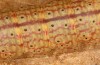 Zanclognatha lunalis: Larva in the final instar (e.l. rearing, N-Greece, Sissani NW Kozani, 950m, larvae found in late autumn 2023) [S]