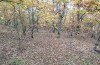 Zanclognatha lunalis: Larval habitat (N-Greece, Sissani NW Kozani, 950m, larvae found in late autumn 2023) [N]