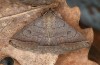 Zanclognatha lunalis: Imago (e.l. rearing, N-Greece, Sissani NW Kozani, 950m, larvae found in late autumn 2023) [S]
