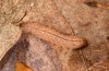 Zanclognatha lunalis: Half-grown larva in the penultimate instar prior to hibernation (N-Greece, Sissani NW Kozani, 950m, larvae found in late autumn 2023) [M]