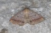 Zanclognatha lunalis: Imago (e.l. rearing, N-Greece, Sissani NW Kozani, 950m, larvae found in late autumn 2023) [S]