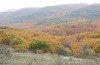 Zanclognatha lunalis: Habitat (N-Greece, Sissani NW Kozani, 950m, larvae found in late autumn 2023) [N]