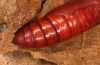 Zanclognatha lunalis: Pupa (e.l. rearing, N-Greece, Sissani NW Kozani, 950m, larvae found in late autumn 2023) [S]