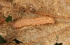 Zanclognatha lunalis: Half-grown larva in the penultimate instar prior to hibernation (N-Greece, Sissani NW Kozani, 950m, larvae found in late autumn 2023) [M]