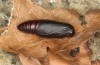 Zanclognatha lunalis: Pupa about 12 hours prior to eclosion (e.l. rearing, N-Greece, Sissani NW Kozani, 950m, larvae found in late autumn 2023) [S]