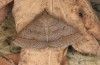 Zanclognatha lunalis: Imago (e.l. rearing, N-Greece, Sissani NW Kozani, 950m, larvae found in late autumn 2023) [S]