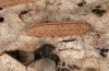 Zanclognatha lunalis: Half-grown larva in the penultimate instar prior to hibernation (N-Greece, Sissani NW Kozani, 950m, larvae found in late autumn 2023) [M]
