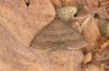 Zanclognatha lunalis: Imago (e.l. rearing, N-Greece, Sissani NW Kozani, 950m, larvae found in late autumn 2023) [S]