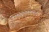Zanclognatha lunalis: Half-grown larva in the penultimate instar after hibernation (e.l. rearing, N-Greece, Sissani NW Kozani, 950m, larvae found in late autumn 2023) [S]